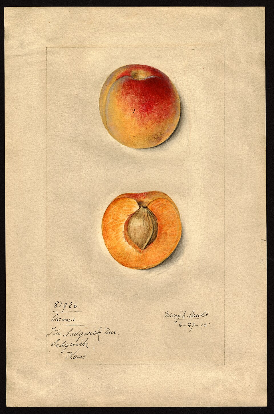 Watercolor of an apricot