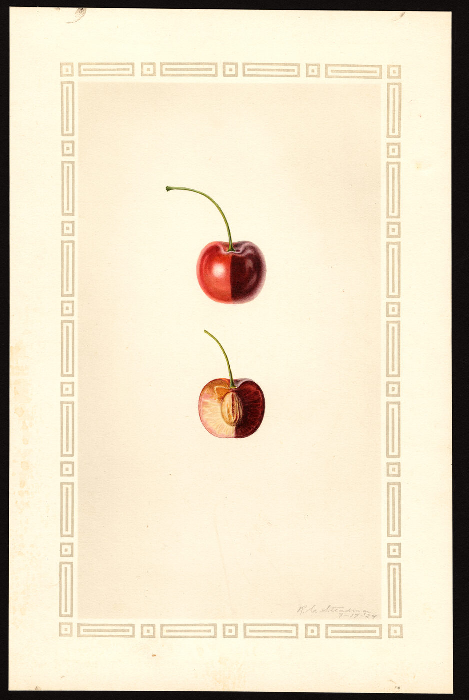 Watercolor of two Bing cherries, one halved to show the pit, painted on cream paper